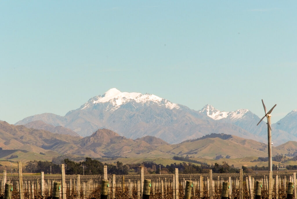 The Ned from Awatere Valley