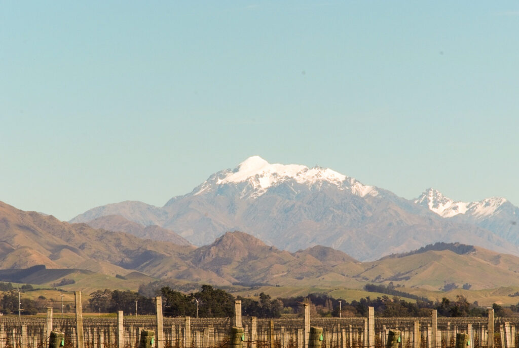 The Ned from Awatere Valley