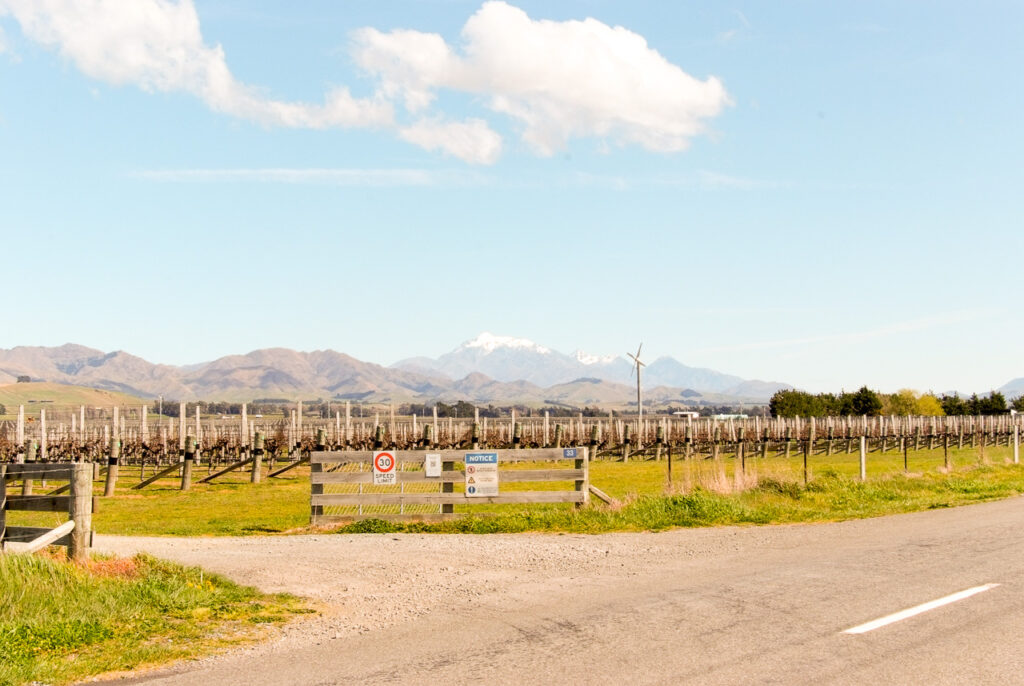 The Ned from Awatere Valley