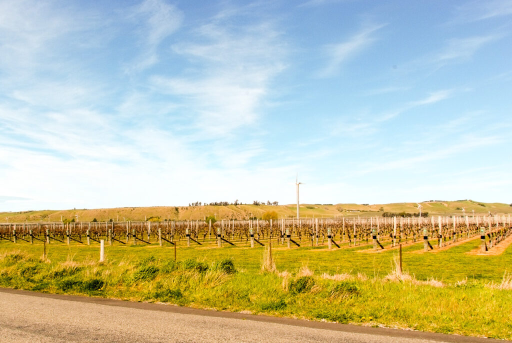 Vineyards in Awatere Valley