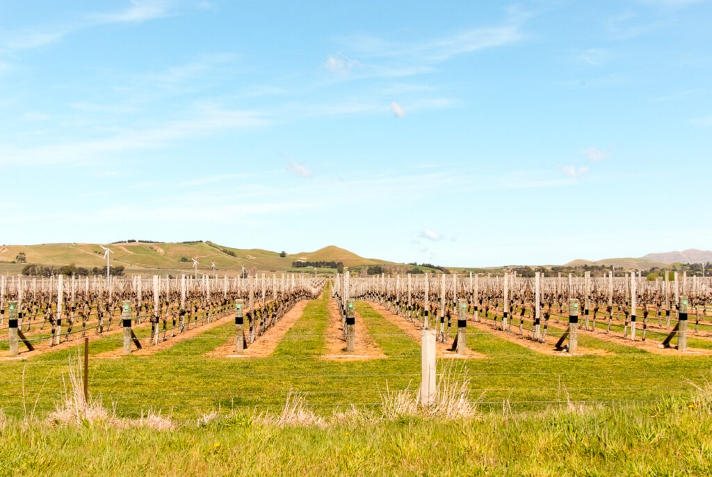 Vineyards in Awatere Valley