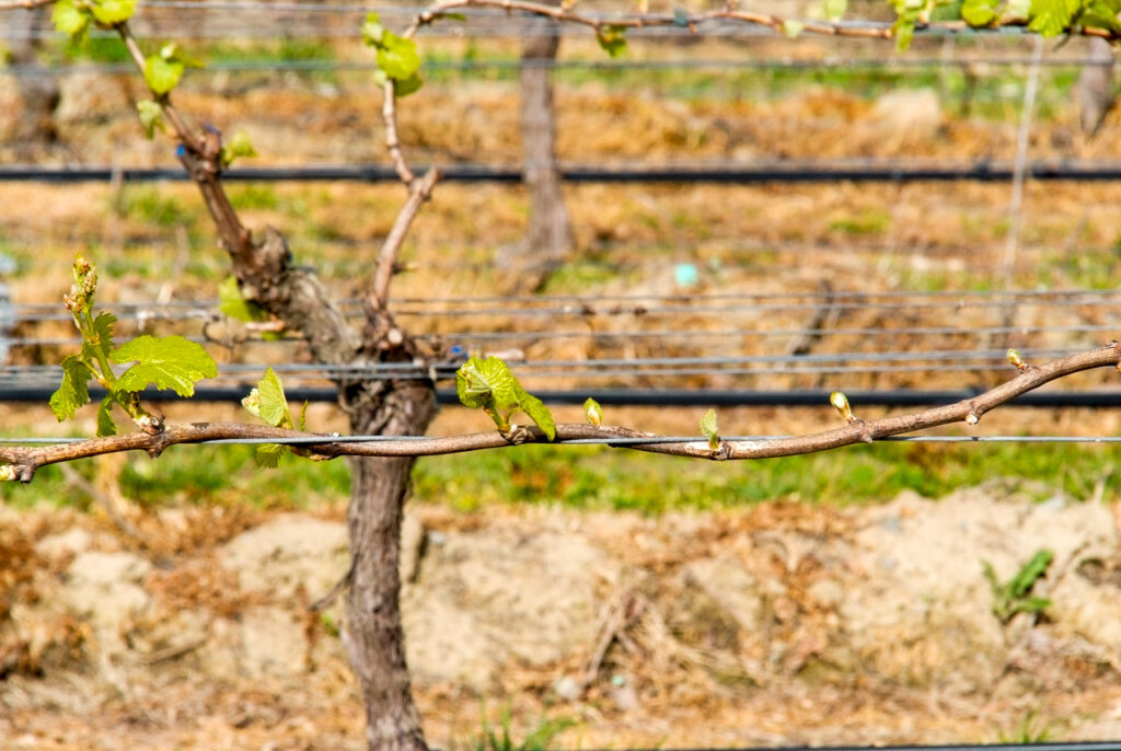 First vine shoots, Renwick, Marlborough