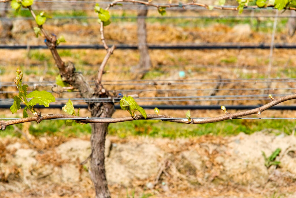 First vine shoots, Renwick, Marlborough