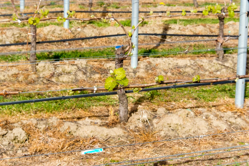 First vine shoots, Renwick, Marlborough