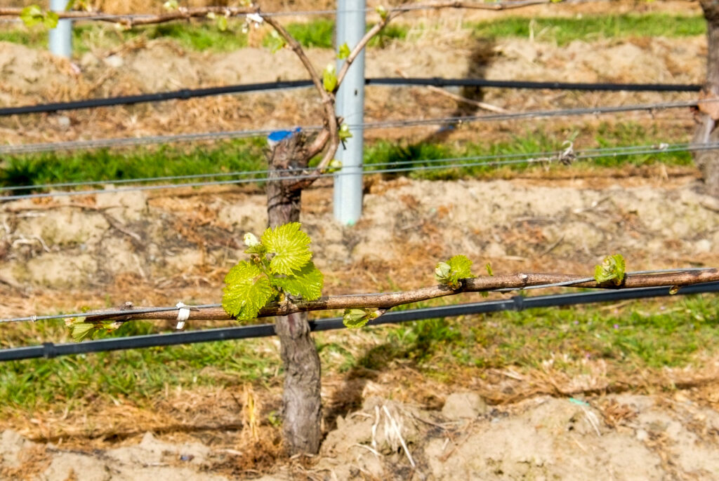 First vine shoots, Renwick, Marlborough