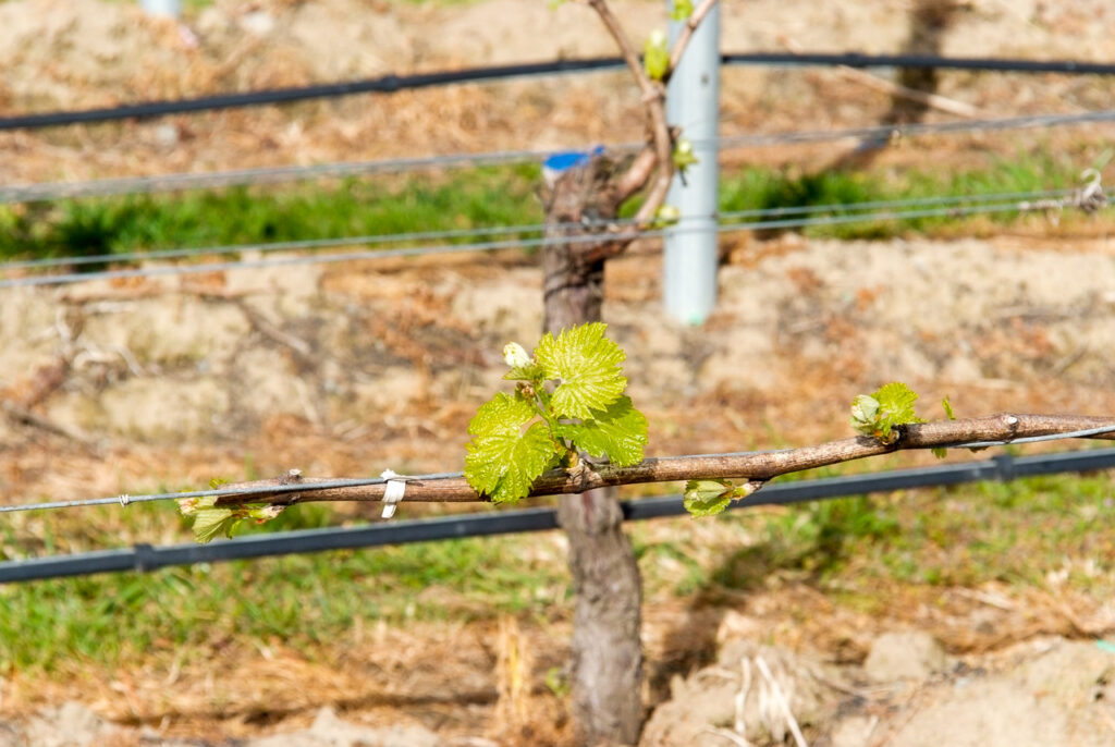 First vine shoots, Renwick, Marlborough
