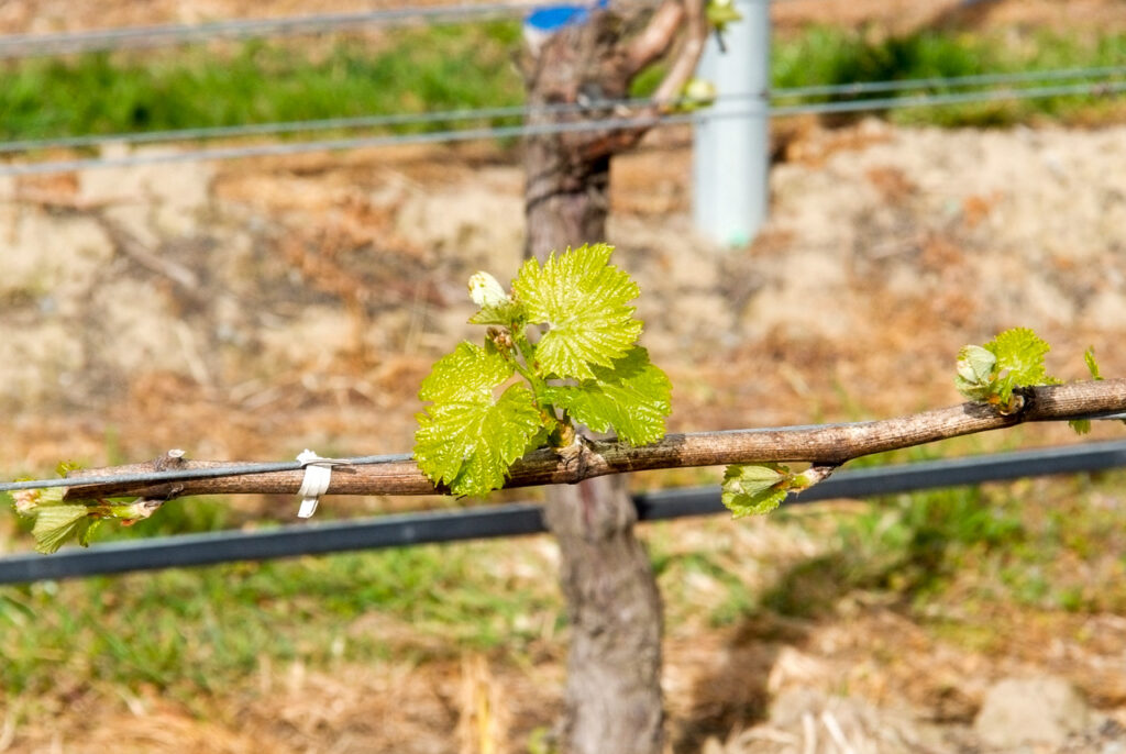 First vine shoots, Renwick, Marlborough