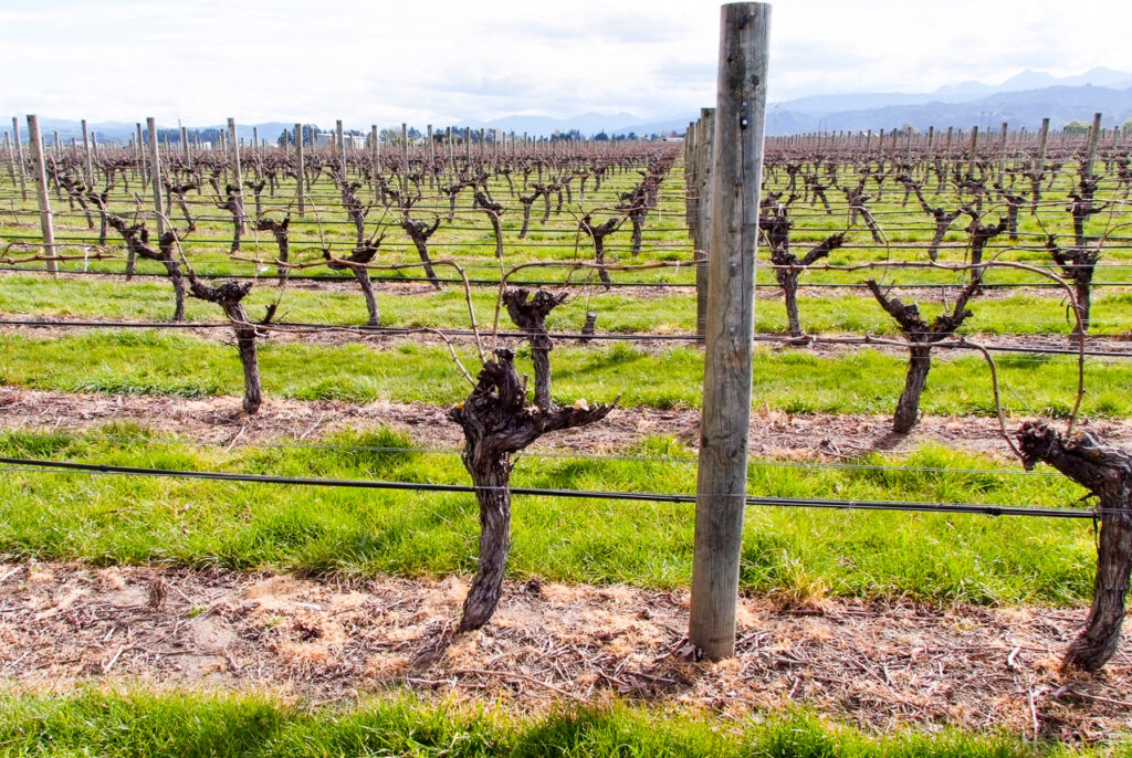 Mature vines, Renwick, Marlborough