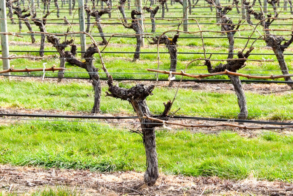 Mature vines, Renwick, Marlborough