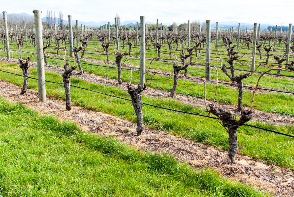 Mature vines, Renwick, Marlborough