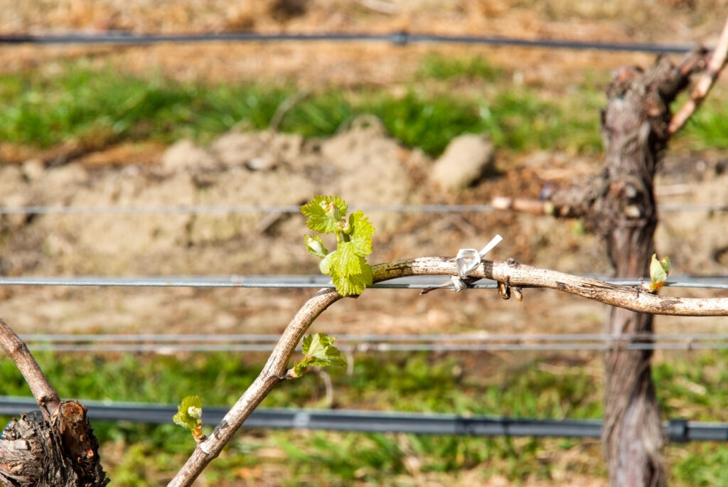 First vine shoots, Renwick, Marlborough
