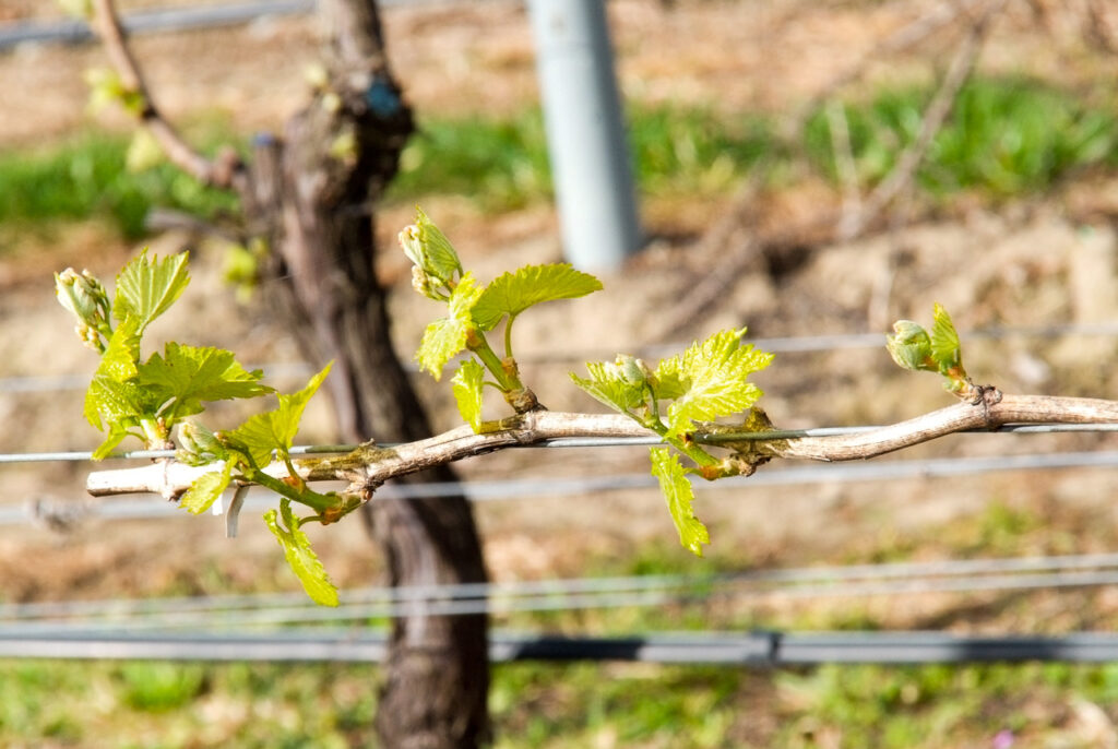 First vine shoots, Renwick, Marlborough