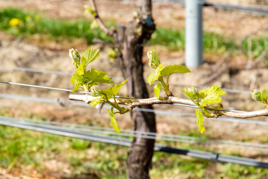 First vine shoots, Renwick, Marlborough