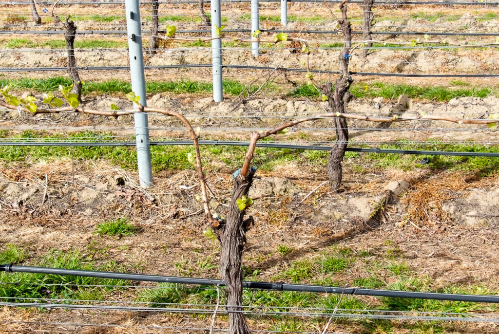 First vine shoots, Renwick, Marlborough
