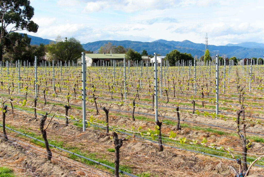 First vine shoots, Renwick, Marlborough