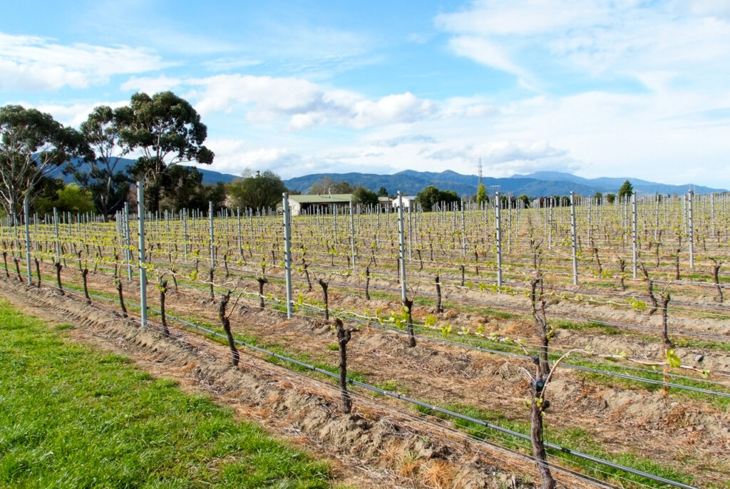 First vine shoots, Renwick, Marlborough