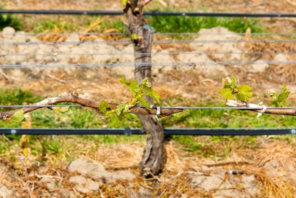 First vine shoots, Renwick, Marlborough