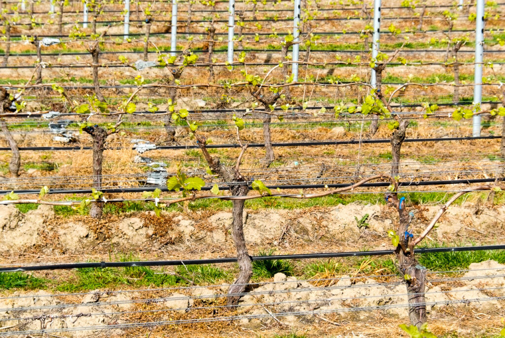 First vine shoots, Renwick, Marlborough